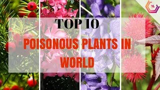 Top 10 Poisonous Plants in World  Plants That Could Kill You [upl. by Ordnagela]