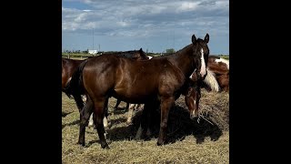 CD Stylish Pep  2022 AQHA Gelding  Free Movement 1st day in the barn Hell loosen up 101214 [upl. by Yendroc702]