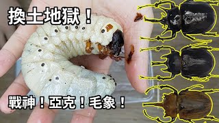 【山林蟲坊】32隻象兜幼蟲換土記  Changing Soil for 32 Larvae of Megasomas [upl. by Esmerolda]