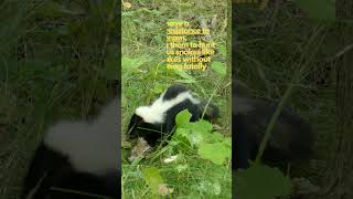 Skunks vs Snakes POISON amp what HELPS against their SMELL animals nature shorts viral skunk [upl. by Mcmaster]