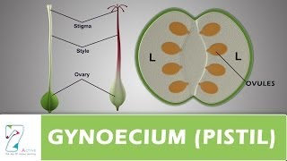 GYNOECIUM or PISTIL [upl. by Crockett468]