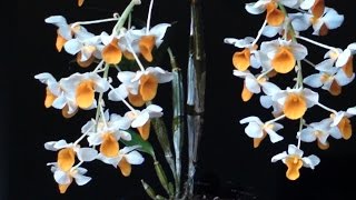 DENDROBIUM DENSIFLORA  SUA DIVISÃO E O SUBSTRATO [upl. by Zonnya]