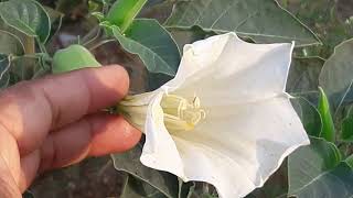 Datura  Datura Stramonium  Life Cycle of Datura Plant [upl. by Vlada]