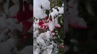 Snow covered Fuchsia Flowers fuchsia snow flower shorts [upl. by Yelrac]