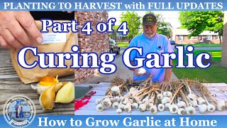 How to Grow Lots of Garlic at Home Part 4 of 4 CURING Garlic [upl. by Weksler404]