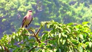 A mockingbird calls for mates [upl. by Thurman426]