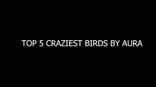 TOP 5 CRAZIEST BIRDS BY AURA [upl. by Atnuhs]