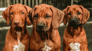 Rhodesian Ridgeback Puppies Available 918815289002 [upl. by Einapets184]