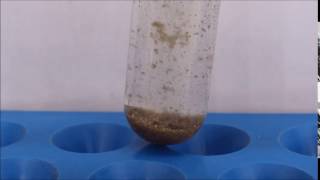 Sanosil effect on biofilm [upl. by Ardnuhs]