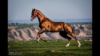 The Turkoman Horse [upl. by Morena845]