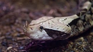 Gaboon Viper Snake 🐍  4K Resolution Video CuteBabyAnimals [upl. by Afnin593]