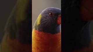 Rainbow Lorikeets Closeup lorikeet birds beautifulcreatures [upl. by Enrico]