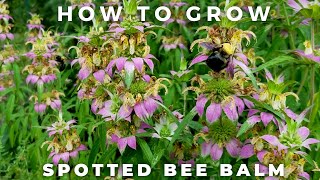 Spotted Bee Balm  Complete Profile [upl. by Dusza]