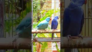 Parrot Mutations cute viral beautiful subscribe shorts [upl. by Ethelda767]