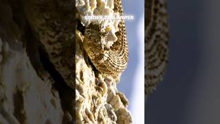 Spider tail viper🐍🐍 shortsfeed science sciencefacts [upl. by Inahteb]