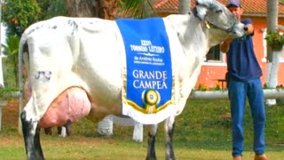 World Record Holder 2024 Girlando Cow 130 Litters Milk  Girlando Cow Farming in Pakistan  Cow Milk [upl. by Zalea]