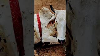 lumpy disease cattles in Punjab arealumpy skin disease in oujab breedslump viral video lumpy [upl. by Enilaf]