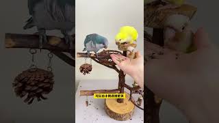 Highquality bird training snacks parrot snacks parrot paper shell pockmarks bird training sn [upl. by Ahseem]