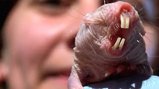 Fascinating Footage of Naked Mole Rat Surviving Without Oxygen [upl. by Ttayw]