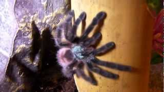 How to Care for a Pinktoe Tarantula [upl. by Siskind]