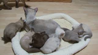 Zanadu Tonkinese kittens [upl. by Edythe]