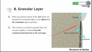 DENTIN COURSE  12  Granular layer [upl. by Hyland]