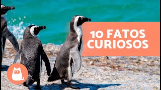 10 CURIOSIDADES sobre PINGUINS que vão te surpreender 🐧 [upl. by Schramke]