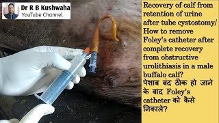 How to remove Foleys catheter after complete recovery from urolithiasis in a calfTube cystostomy [upl. by Yakcm]