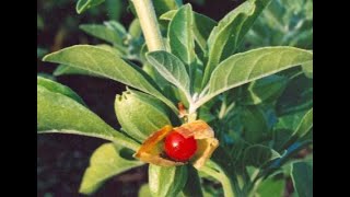 Ashwagandha Indian Ginseng Withania Somnifera  Usage and Health Benefits [upl. by Michel]