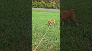 😟 stubborn basenji 13 basenji dogs shorts [upl. by Ivek]