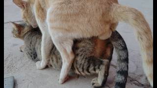 Decoding Feline Behavior Understanding Cat Mating [upl. by Bronson]