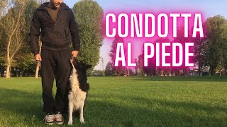 come insegnare al CANE la CONDOTTA al PIEDE  ADESTRAMENTO CANI [upl. by Ellerd]