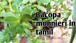 Bacopa monnieri in tamil  aquarium plant review [upl. by Yanrahc53]