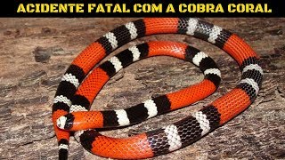 ACIDENTE FATAL COM A COBRA CORAL [upl. by Crifasi673]