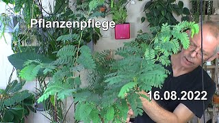 Pflanzenpflege mit Tamarinde und weiteren Werten [upl. by Caine]