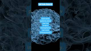 SplitBrain Research Can Your Brain Function Independently shorts splitbrainresearch [upl. by Elleron]