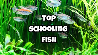 Top 10 Medium Sized Schooling Fish You Should Know 🐟 [upl. by Enomed]