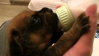 2 Week Old Boerboel South African Mastiff Puppy Nursing From Bottle [upl. by Trembly]