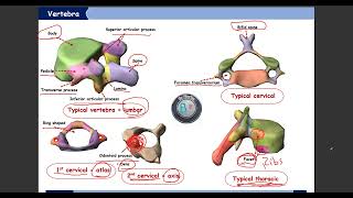 PRACTICAL ANATOMY 14 Vertebrae part 1 [upl. by Ardnek163]