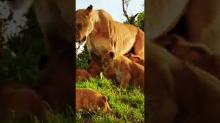 Beautiful cubs Hunting and playing with their MOM Lions [upl. by Aitak]