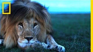 Understanding the Lives of Lions  National Geographic [upl. by Franckot]