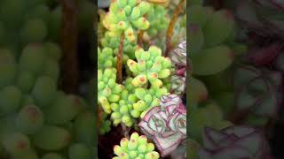 ☁️☁️☁️суккуленты plants succulents [upl. by Nairad424]