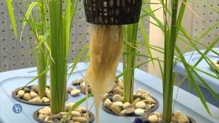 Arsenic in Rice Research [upl. by Razatlab]