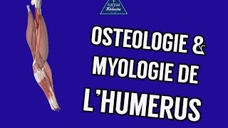 Anatomie 1  Ostéologie et myologie de lhumérus [upl. by Roselyn340]