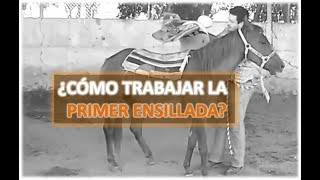 Arrendado Caballos v2 ¿Cómo trabajar la primera Puesta de Silla con un caballo [upl. by Jack]