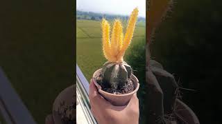 Echinocereus pentalophus variegata graft [upl. by Aziza]