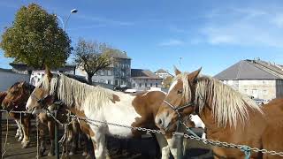 FAYSURLIGNON foire aux chevaux 2024 [upl. by Adnof]