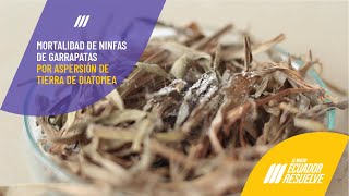 ✅ Beneficios de la tierra de diatomea  Mortalidad [upl. by Radke]