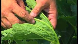 How To Control Squash Bugs [upl. by Chicoine]