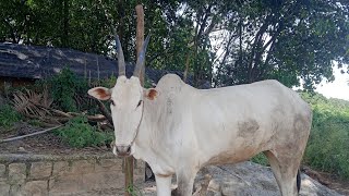 Handsome Hallikar Cow  Thally [upl. by Ditmore]